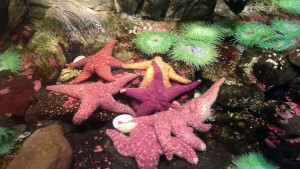 Starfish buffet