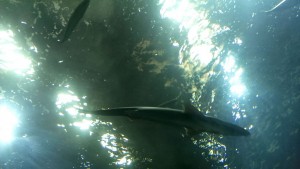 The underside of a shark