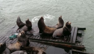 Sea lions