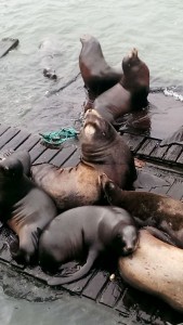 More sea lions