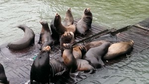 Even more sea lions