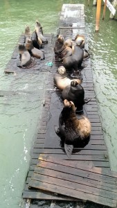 All the sea lions