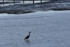 Wading bird