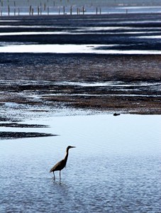 Wading bird