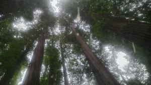 Redwoods through the sunroof