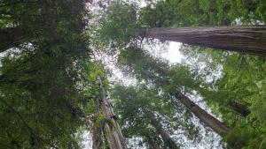 Redwoods through the sunroof