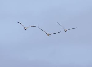 Pelicans on patrol