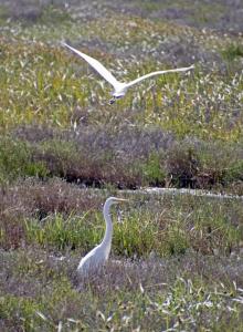 Egrets