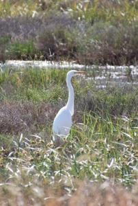 Egret