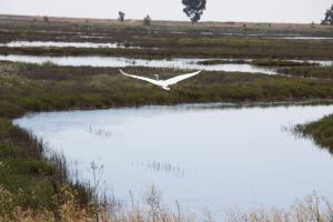 Egret flying