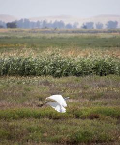 Egret flying