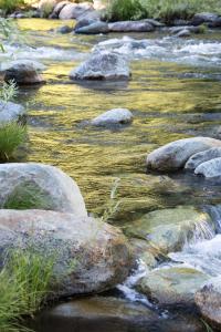 Golden rapids