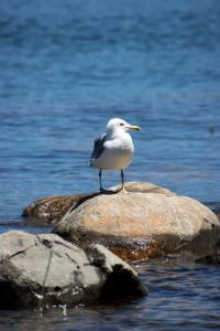 Seagull portrait