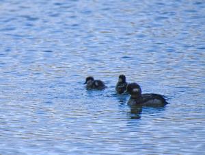 Ducks close up