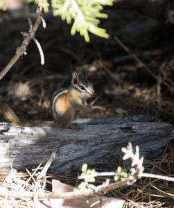 Chipmunk