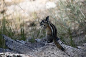 Chipmunk