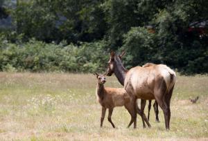 Elk mom and baby