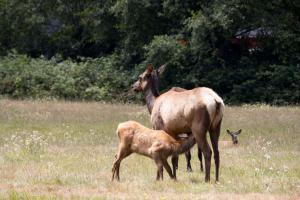 Elk mom and baby