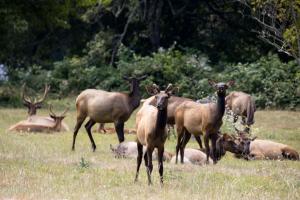 Elk herd