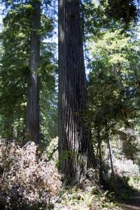 Redwoods