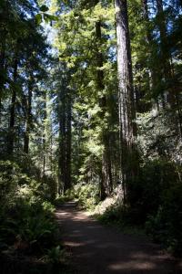 Redwoods