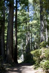 Redwoods