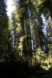 Redwoods