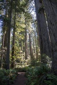 Redwoods