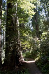 Redwoods