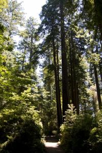 Redwoods