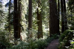 Redwoods