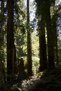 Redwoods