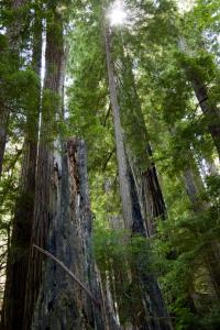 Redwoods