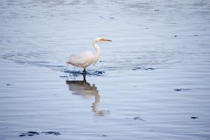 Egret in the river