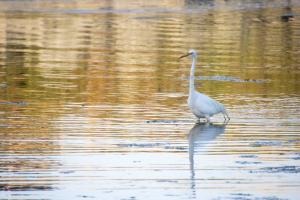 Egret