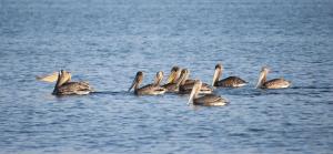 Pelicans