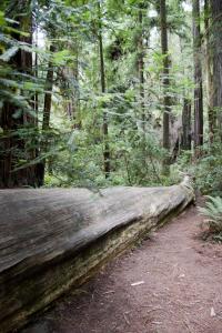 Redwoods