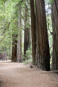 Redwoods