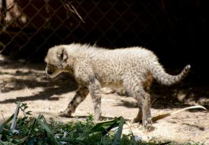 Cheetah kitten