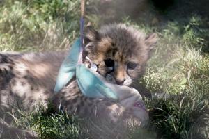 Cheetah kitten