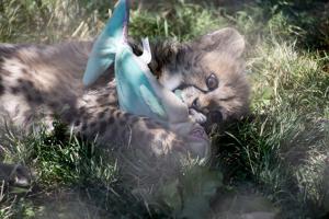 Cheetah kitten