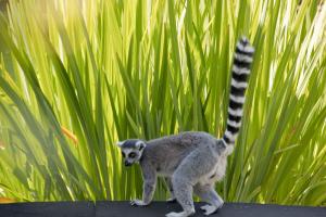 Lemur