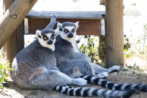 Lemurs