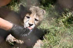 Cheetah kitten