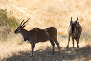 Horned something or other