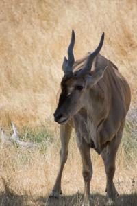 Horned something or other close up