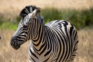 Zebra