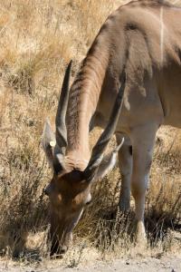 Big horn thing close up