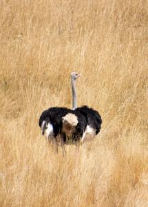 Ostrich