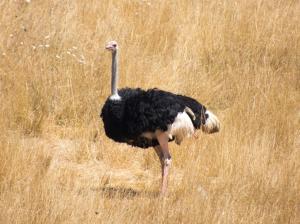 Ostrich